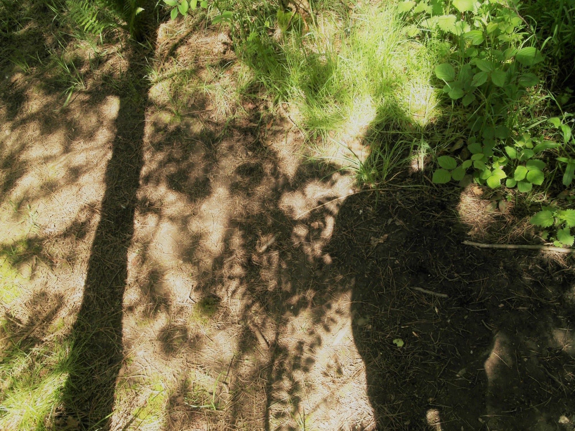 misterkaki out walking in England's National Forest