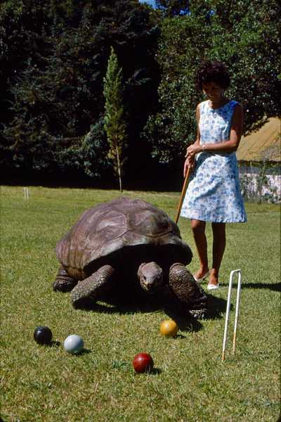jonathanplayingcroquet1969_thumb400x600